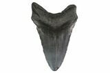 Fossil Megalodon Tooth - Georgia #144361-1